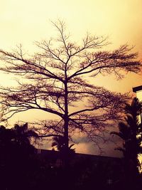 Silhouette of trees at sunset