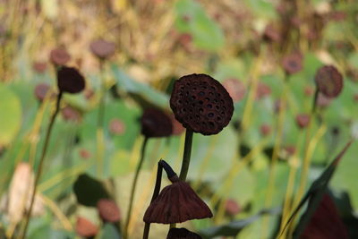 Close-up of red flowering plant