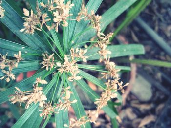 Close-up of plant