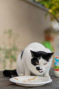 Close-up of cat eating food