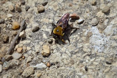 Close-up of insect