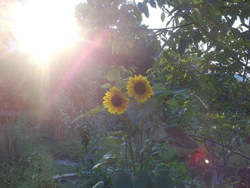View of flowering plant against bright sun