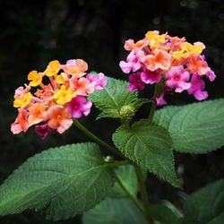 Close-up of pink hydrangea flowers