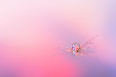 Close-up of pink dandelion flower