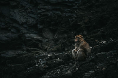 View of monkey