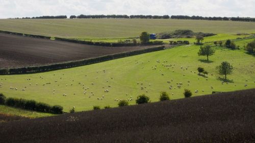 Road passing through field