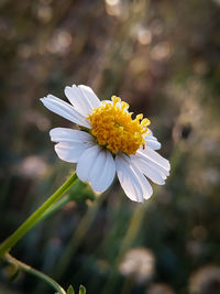 This is a close up photo of the bidens alba flower