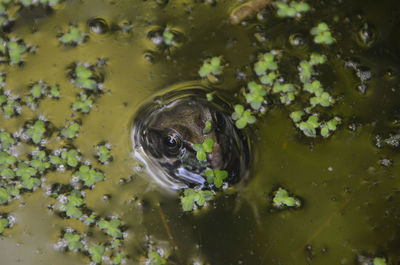 High angle view of turtle swimming in lake