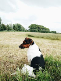 Grassy field against cloudy sky