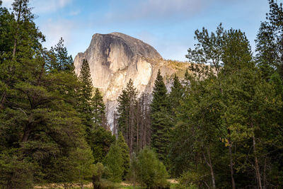 Half dome through the forest during sunset