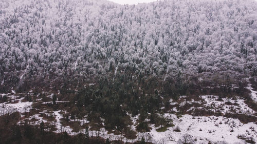 Scenic view of lake in forest during winter