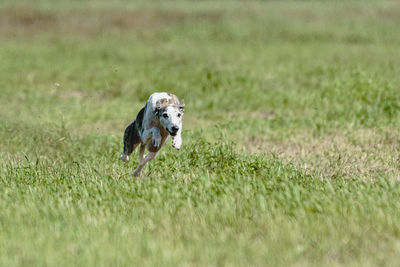 Dog running in green field and chasing lure at full speed on coursing competition straight on camera