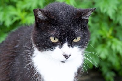 Close-up portrait of a cat