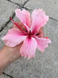 Close-up of hand holding pink flower