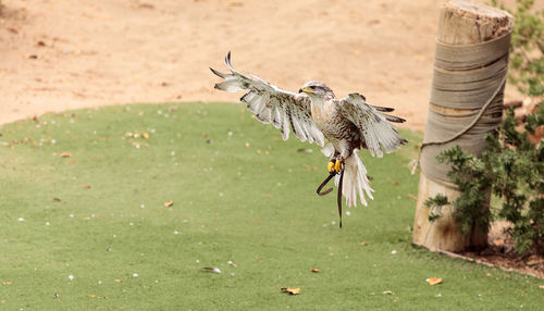 Close-up of bird flying