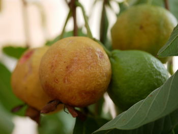 Close-up of fruits growing on tree