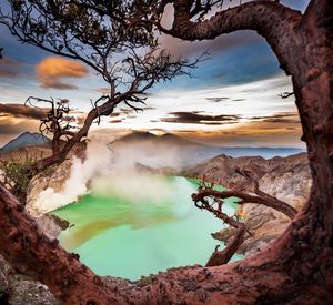 Scenic view of tree against sky during sunset