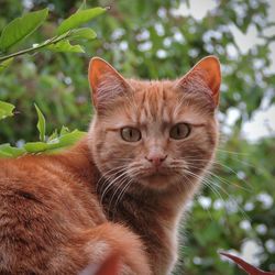 Close-up portrait of cat