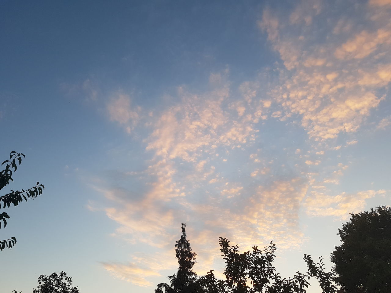 LOW ANGLE VIEW OF TREES AGAINST SKY