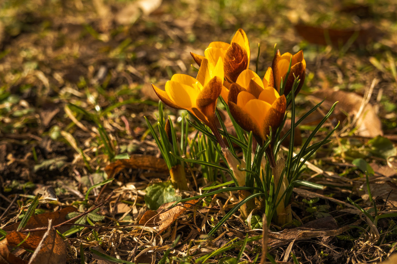 CLOSE-UP OF YELLOW FLOWERING PLANTS ON FIELD