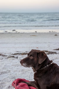 Dog on beach