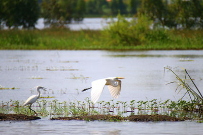 High angle view of gray heron by lake