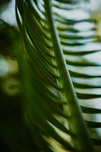 Close-up of palm leaves