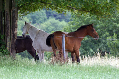 Horse standing in a field