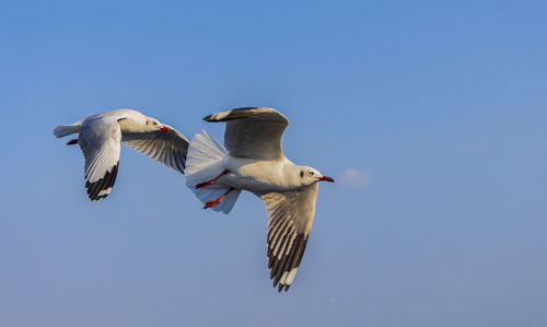 Low angle view of seagulls flying in sky