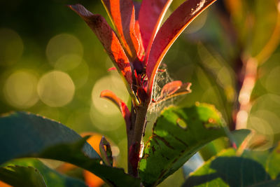 Close-up of red flowering plant