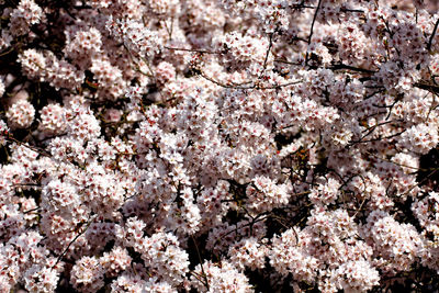 Low angle view of blooming tree