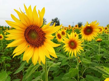 Close-up of yellow sunflower against sky