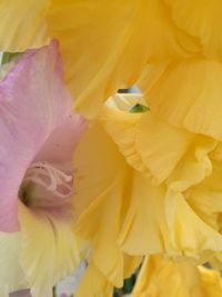 Close-up of fresh day lily blooming outdoors