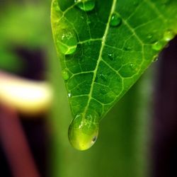 Close-up of water drops on leaf