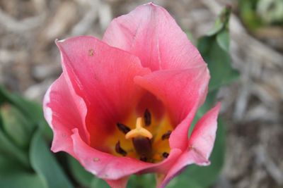 Close-up of pink flower blooming