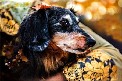 Close-up of a dog looking away