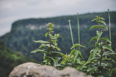 Close-up of plant against blurred background