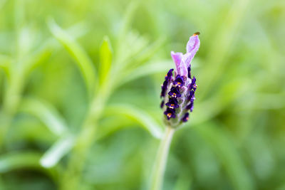 Close-up of purple flowering plant