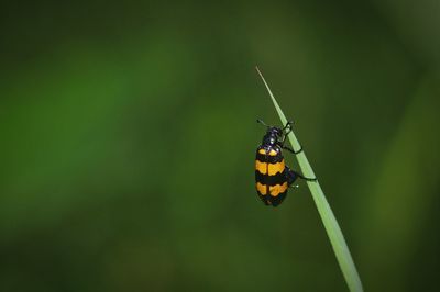 Close-up of insect