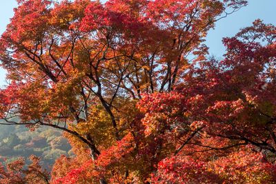 Low angle view of maple tree against sky