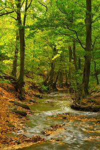 Stream flowing amidst trees in forest