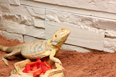 Close-up of a lizard on wall