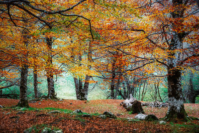 Trees in forest during autumn