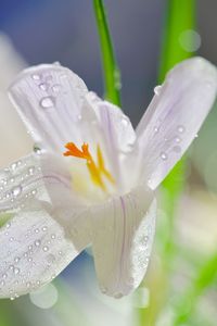 Close-up of wet flower blooming outdoors