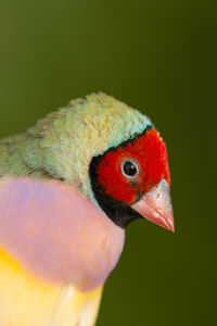 Close-up of a parrot