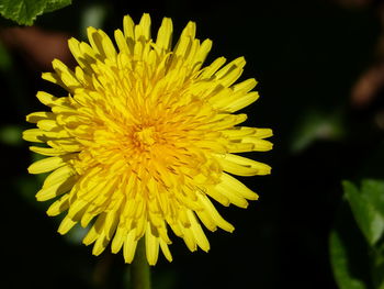 Close-up of yellow flowering plant