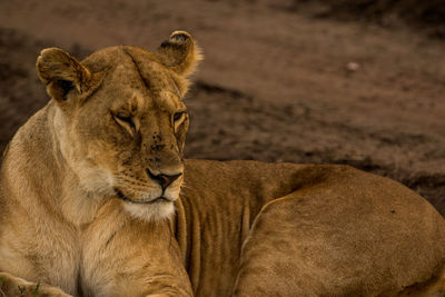 Close-up of lion