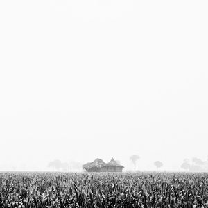 Scenic view of field against clear sky