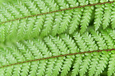 Full frame shot of plants