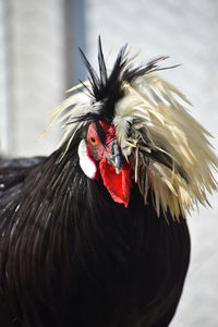 Close-up of rooster